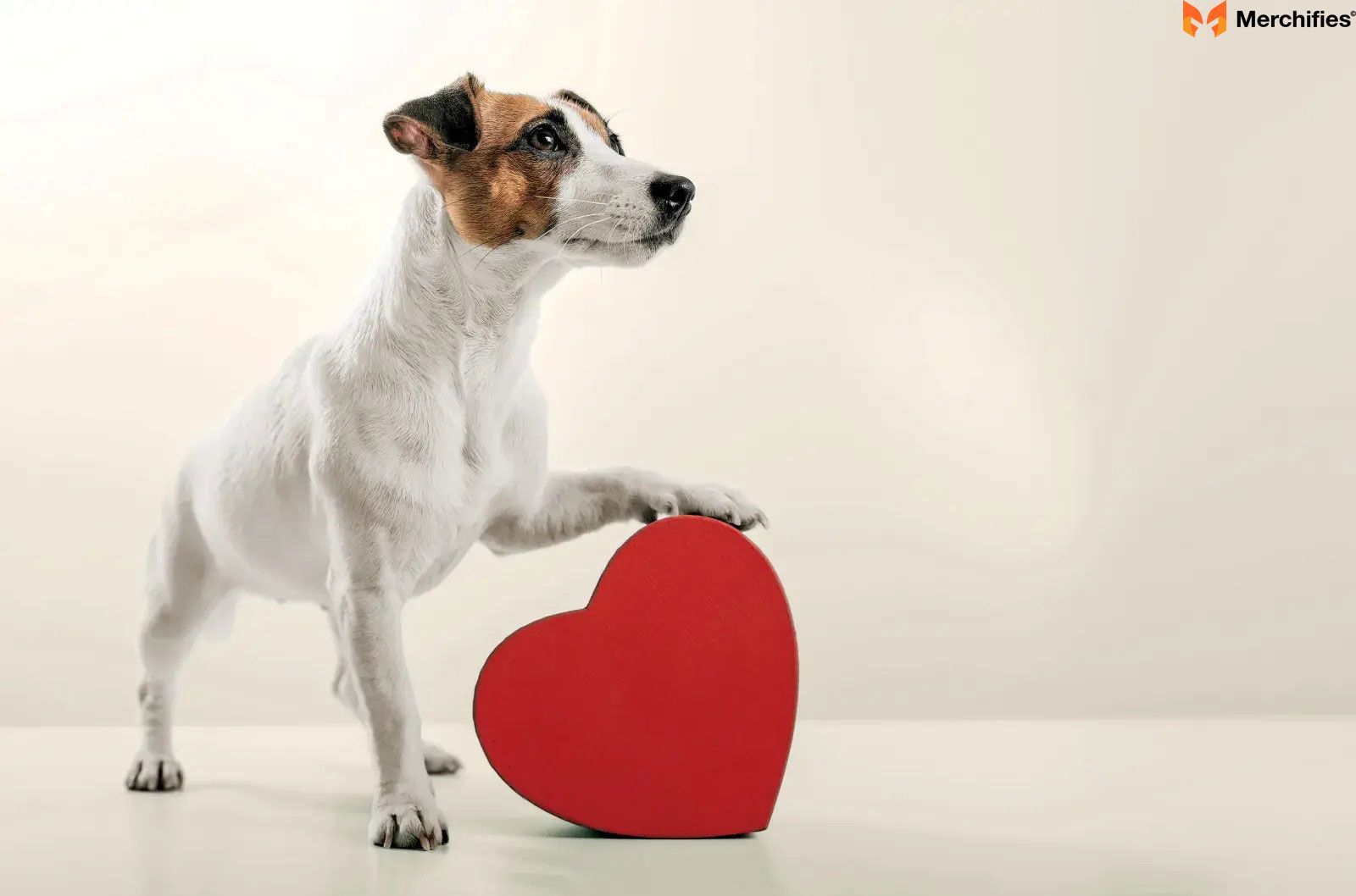 The Universal Language of Love: Why Dogs Inspire Us