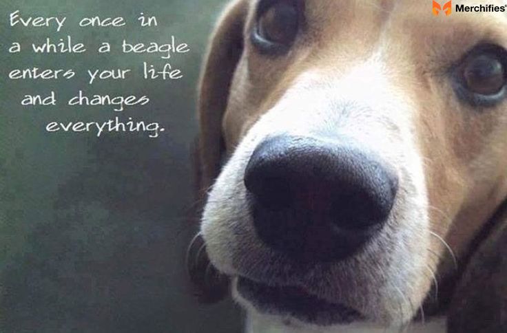 Sweet & Heartwarming Beagle Quotes for Apparel: Love at First Sniff