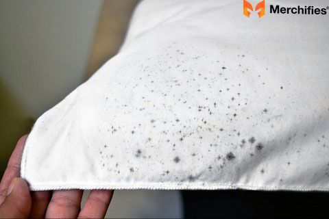Mildew & Mold Stains