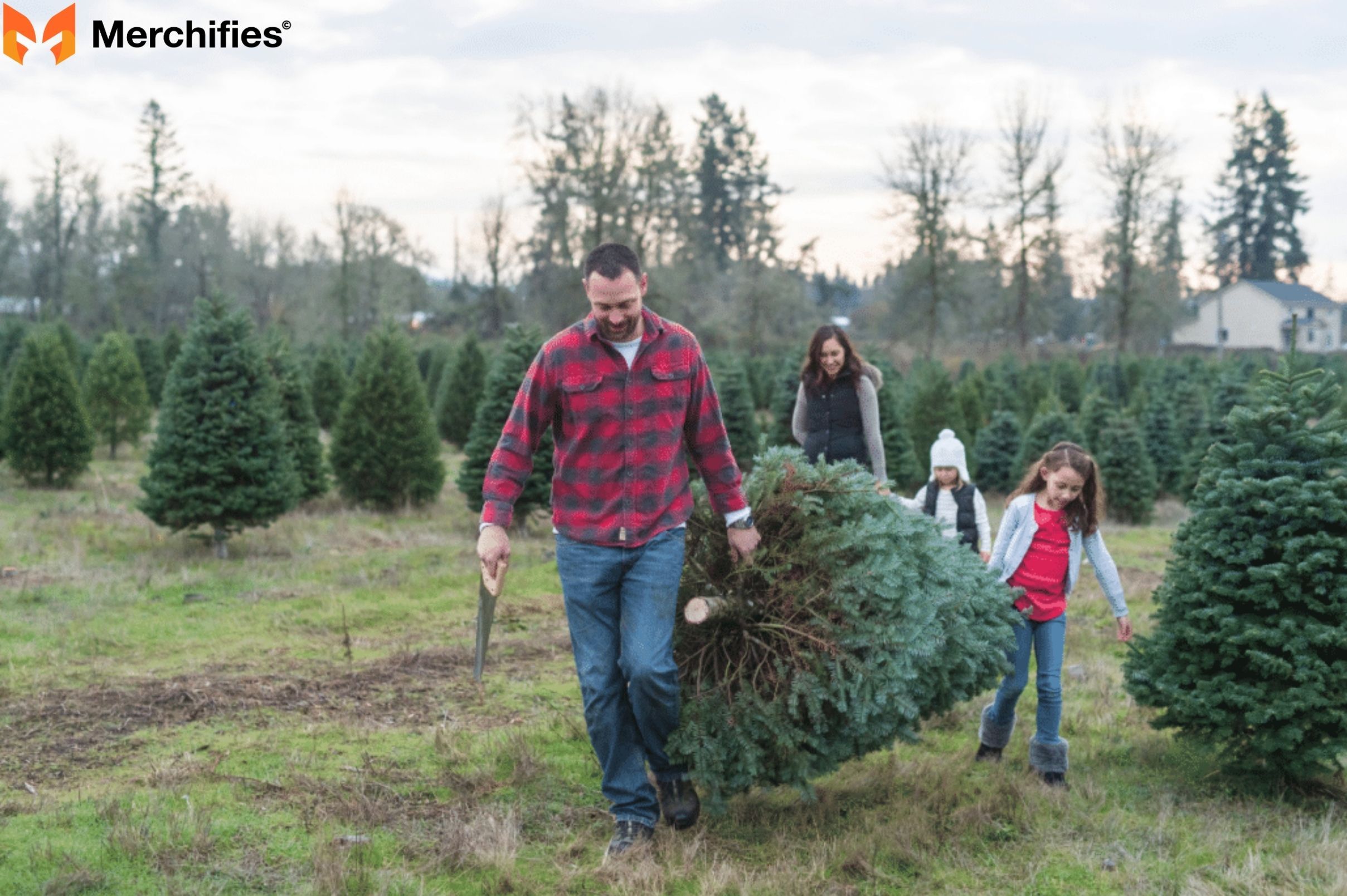 Choosing the Freshest Christmas Tree