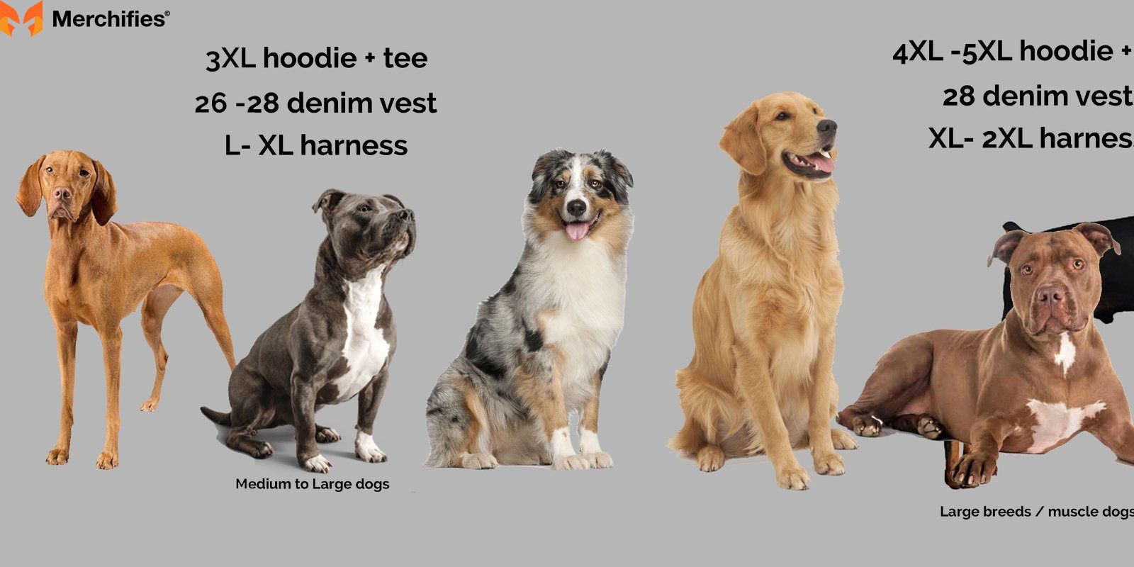 Typical Beagle Shirt Size Chart &amp; Understanding Standard Sizing