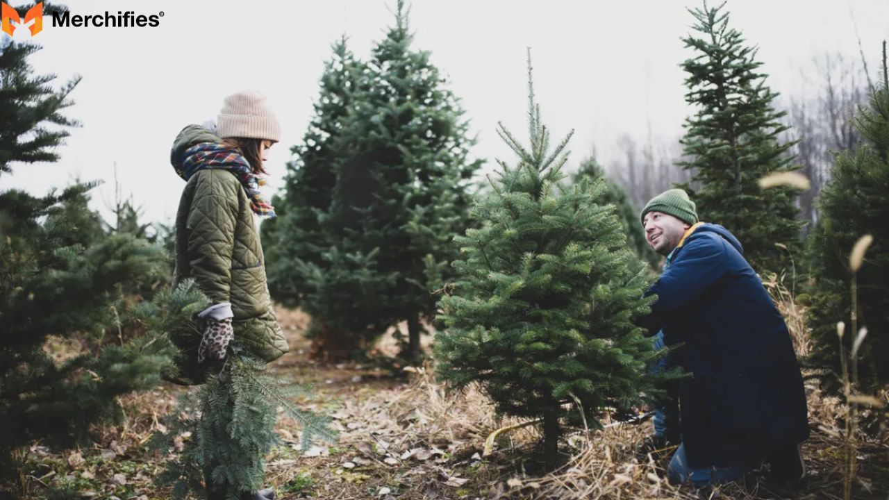 Selecting the Perfect Species Popular Real Christmas Tree Types