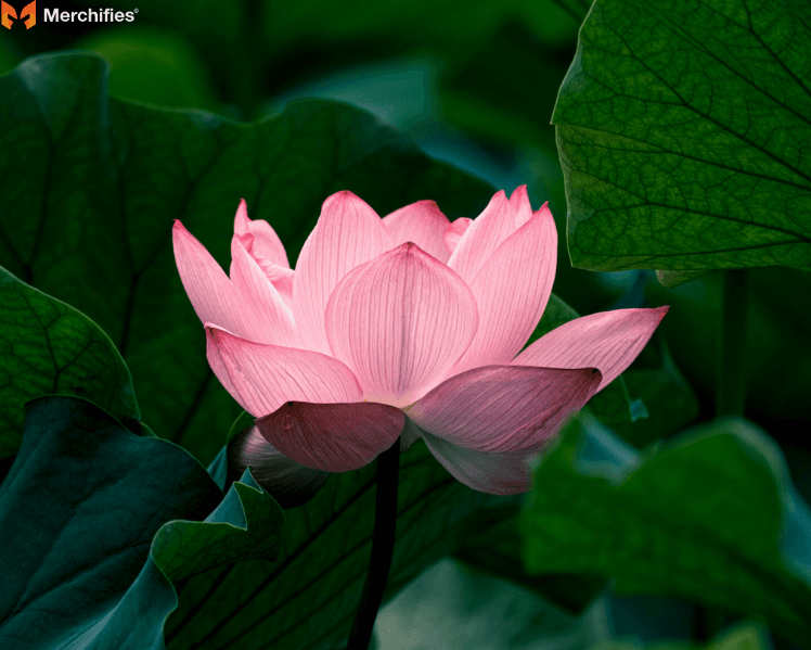 The-Lotus-Symbol-in-Buddhist-and-Hindu-Traditions
