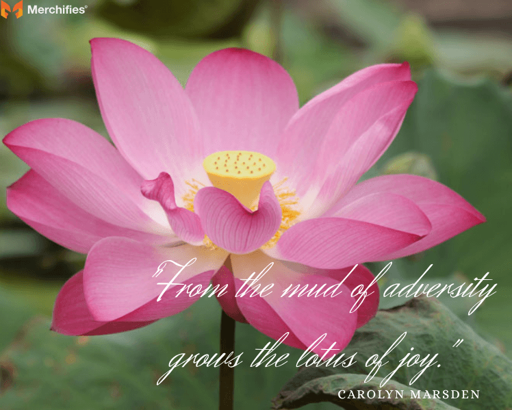 Lotus-Flower-Quotes-About-Rising-Through-Difficulty