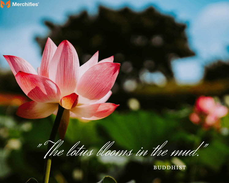Short-Lotus-Flower-Quotes-for-Daily-Inspiration