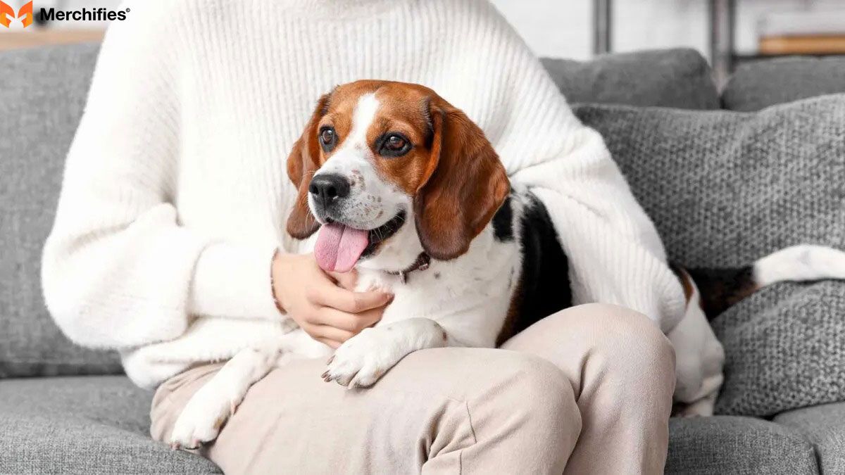 The Heart-Stealers: Why Owners Absolutely Adore Their Beagles