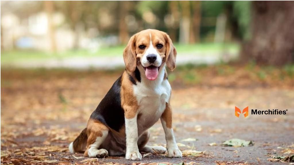 Achieving the "Perfect Fit" for Your Beagle (Beyond the Numbers)