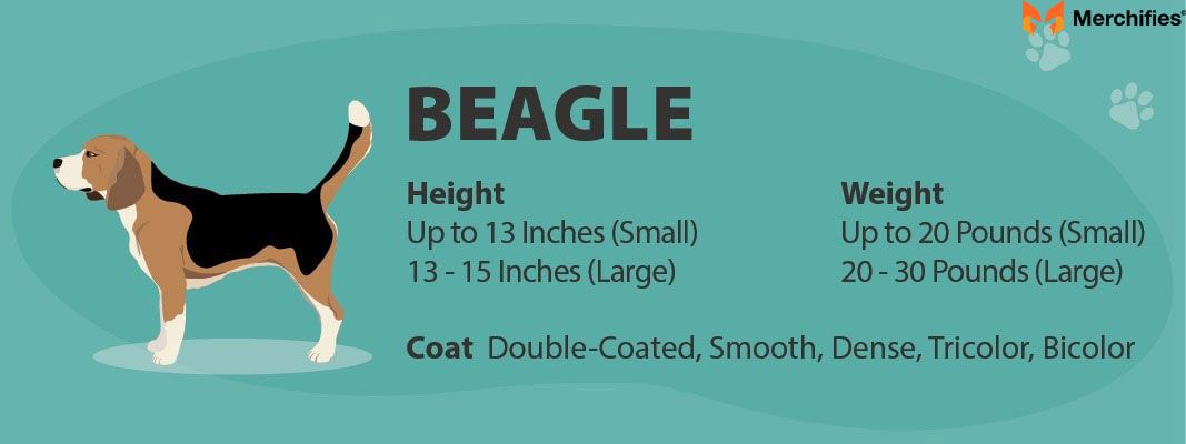 Size & Fit Guide for Beagle Lovers