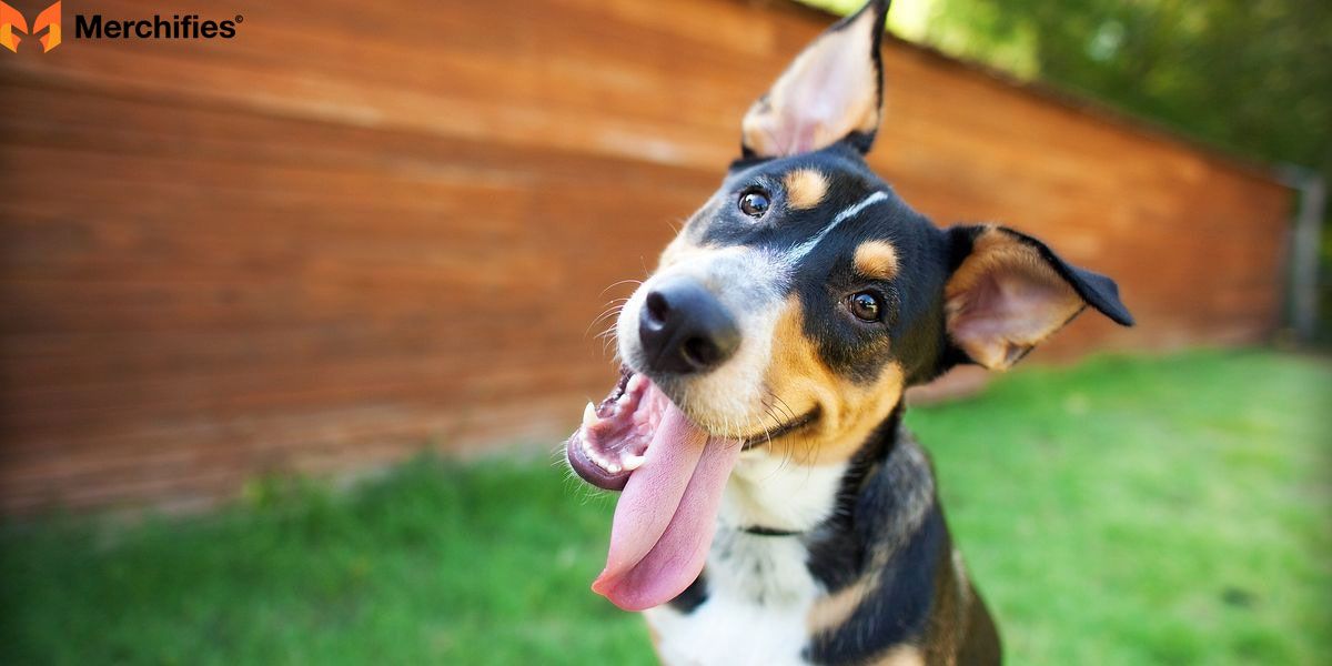 Decoding the Canine Code – Understanding Your Dog's Intrinsic Personality