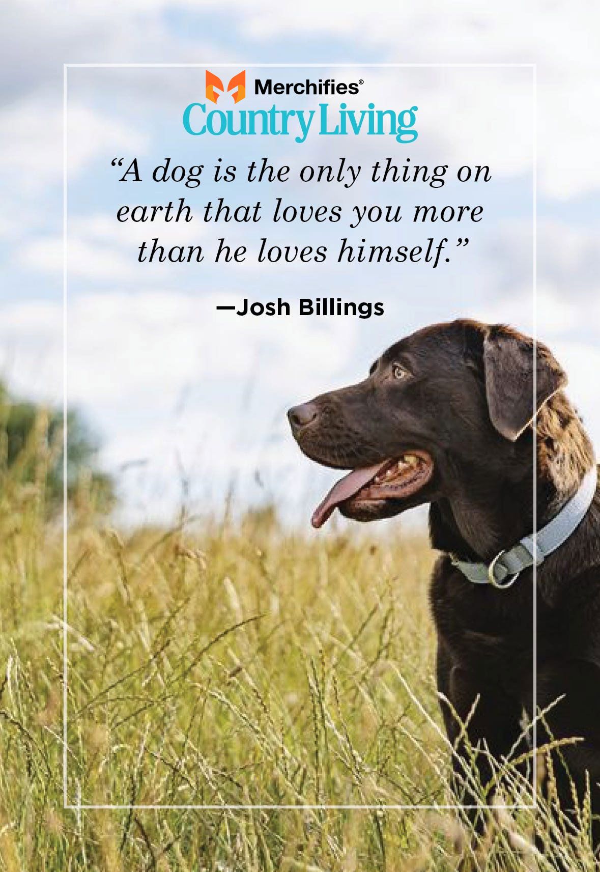 Your Beagle, Your Style: Rock Those Quotes!