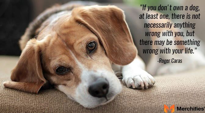 Beagle Quotes That Inspire Every Dog Owner
