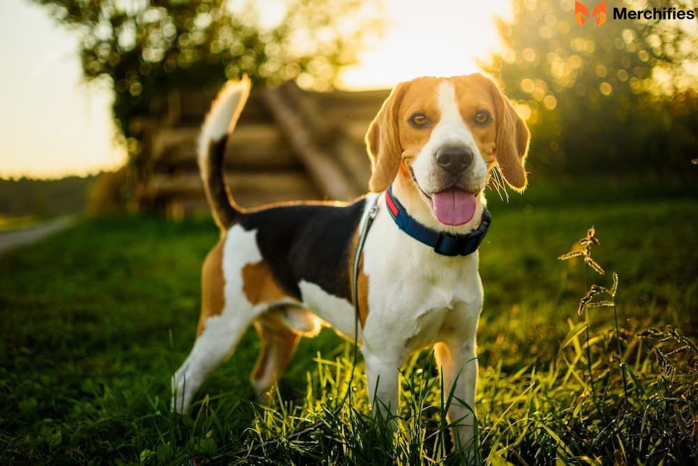 10 Beagle Quotes That Inspire Every Dog Owner