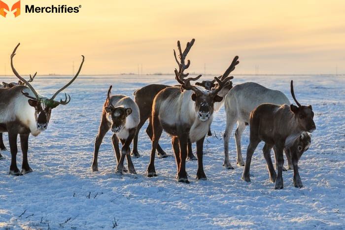 Reindeer: Symbols of Journey and Magic