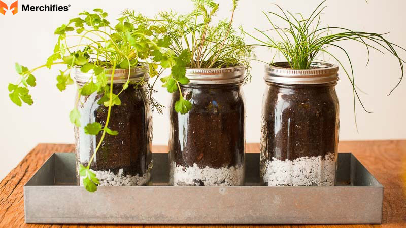 Mason Jar Indoor Garden