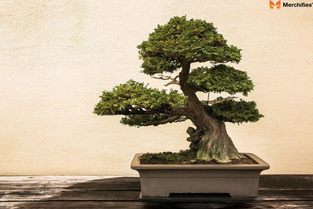 Bonsai Tree