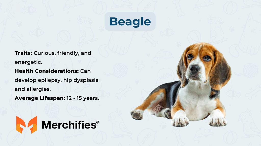 Understanding the Average Beagle Lifespan