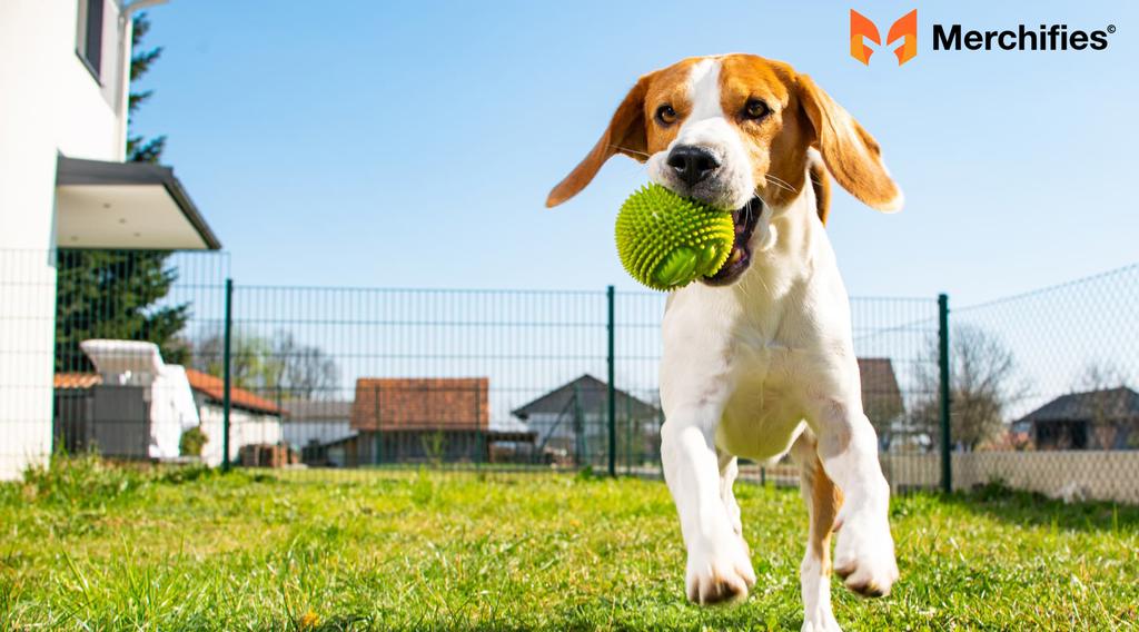 Beagle Dog: Exercise and Activity Level
