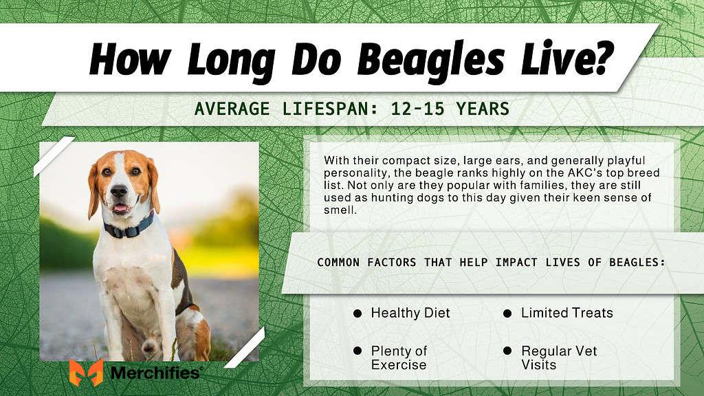 Beagle Lifespan: How Long Do Beagles Live & What Affects Their Longevity?