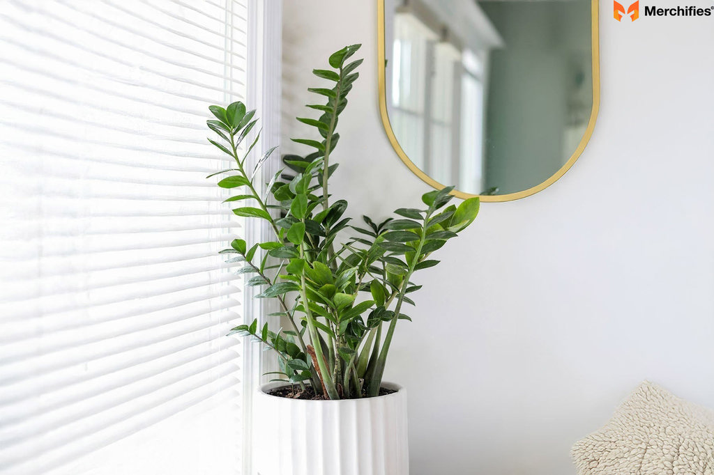 ZZ Plant