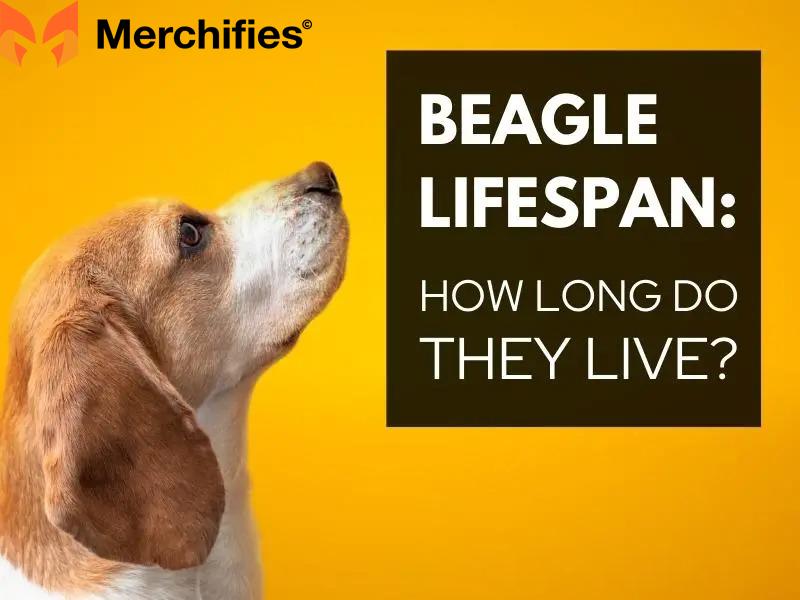 Can Beagles Live 20 Years?