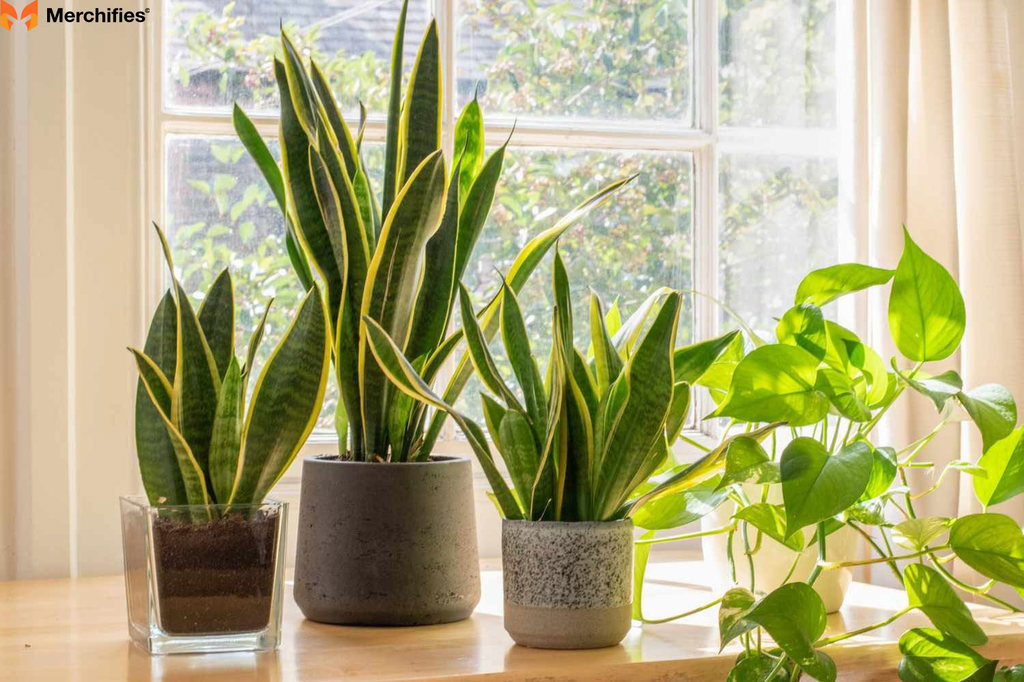 Snake Plants