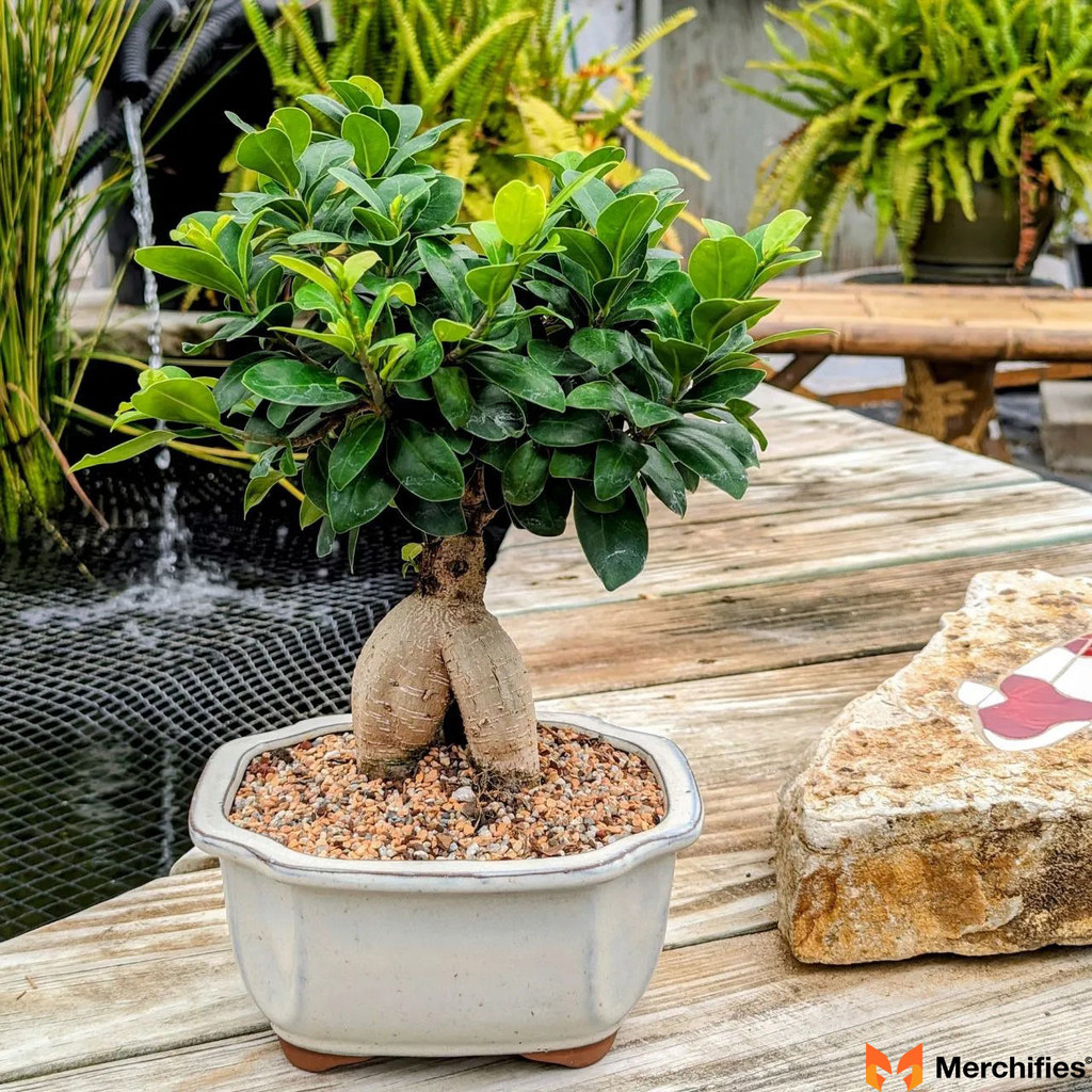 Bonsai Plant