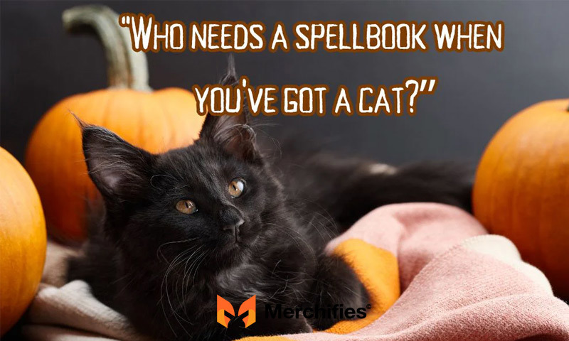 Halloween captions with Cats