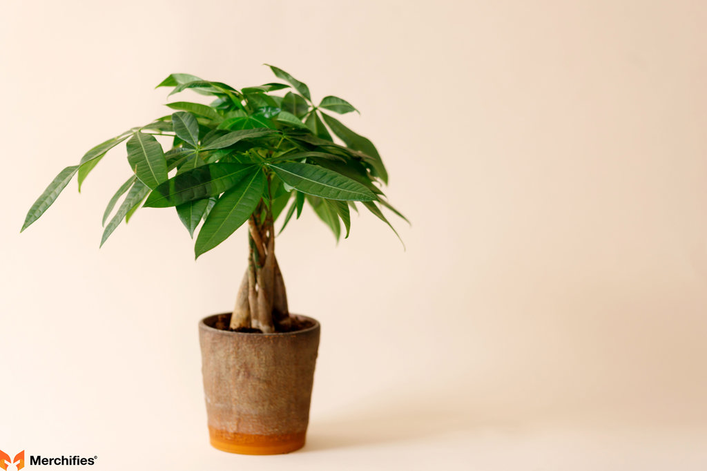 Money Tree