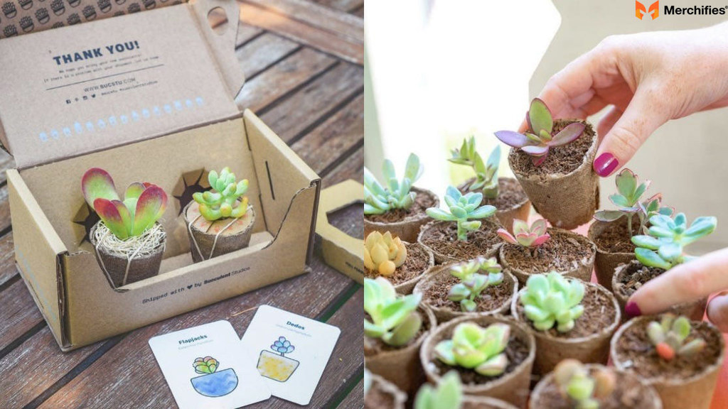 Succulent Studios