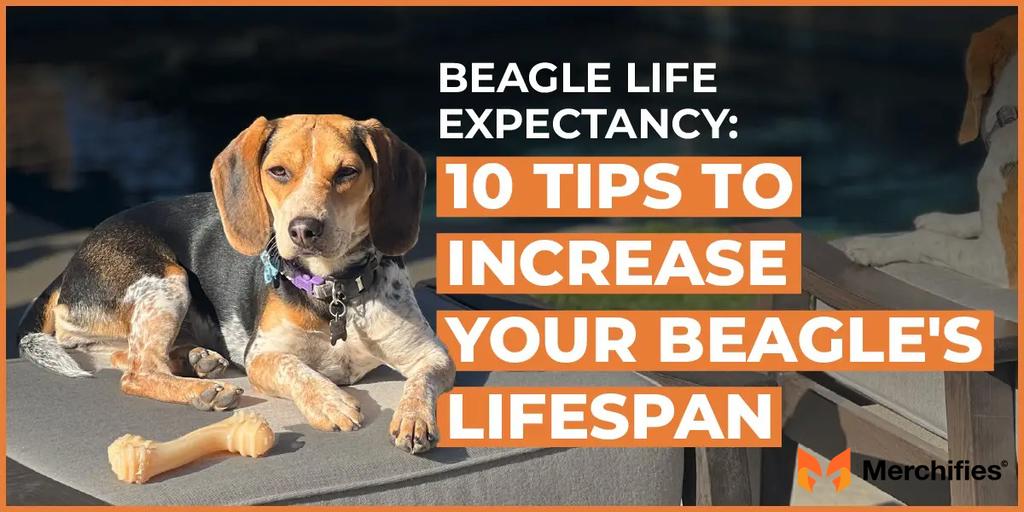 Maximizing Your Beagle's Lifespan