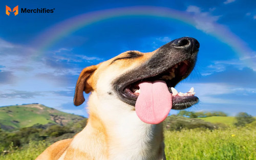 45 Comforting Rainbow Bridge Quotes For Grieving Pet Parents